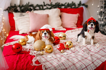 Two dogs of Cavalier King Charles Spaniel are lying on the sofa with New Year decorations for the Christmas tree. Dog with Christmas balls.