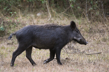 Cinghiale (Sus scrofa) in primo piano
