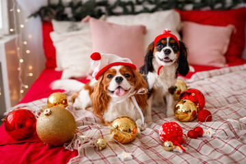Two dogs of Cavalier King Charles Spaniel are lying on the sofa with New Year decorations for the Christmas tree. Dog with Christmas balls.