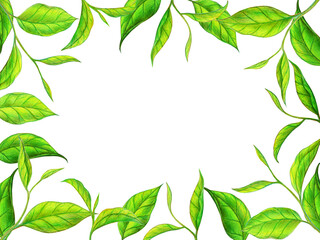 Tea leaves hand drawn illustration. Color sketch. Colored pencil drawing frame. Menu label with leaves.