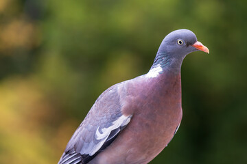 Nahaufnahme einer Ringel-Taube
