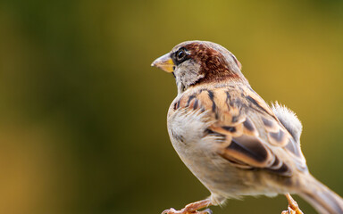 Nahaufnahme eines Sperlings