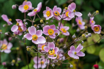 Fototapeta na wymiar Strauch von Anemonen Blumen