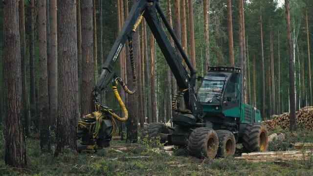 Felling machine is harvesting wood from trees. Industrial felling machine is cutting down trees in the forest. Feller buncher machine is chopping down huge trees with a saw. Forestry Industry. Timber.