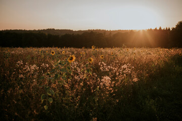 field of sunflowers in the sunset