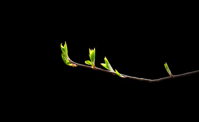 Flowering tree by the bike path
