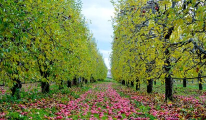 Apples fallen in an orchard autumn concept.