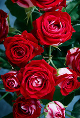 Close-up of bouquet of fresh red roses, shallow depth of field