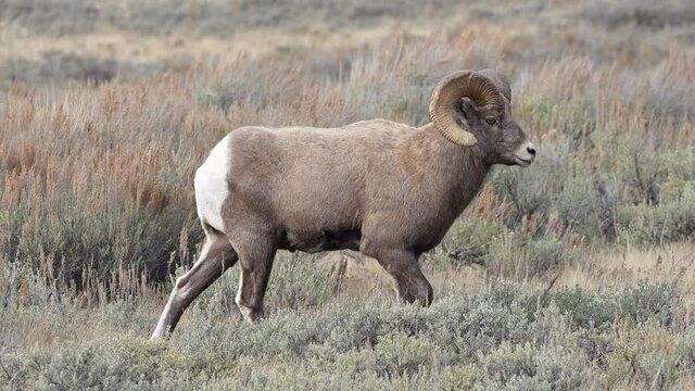 Big Horn Sheep ram walking through the sage brush in Wyoming moving in slow motion.