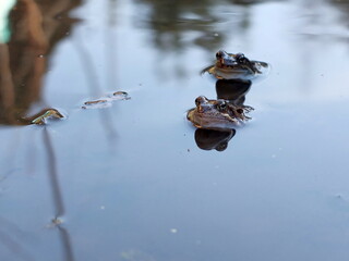 Frogs on the water. Frogs 