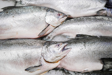 Salmon fish full frame shot