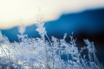 Frost