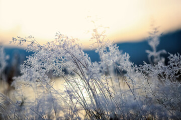 Frost