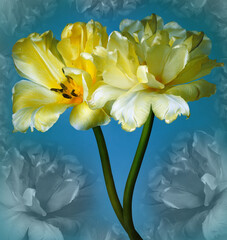 Yellow  tulips flowers  on blue  background.. Closeup. Nature.