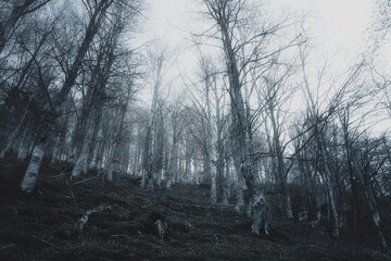 Obraz premium trees in the fog