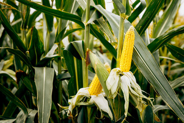 Fresh corn on a stalk in the field.