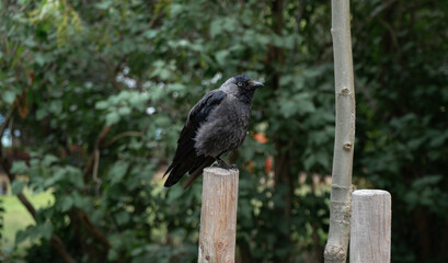 jackdaw sits on a stump against a background of green trees