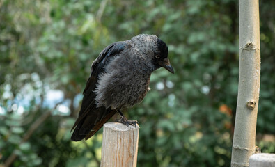 jackdaw sits on a stump against a background of green trees