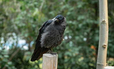 jackdaw sits on a stump against a background of green trees