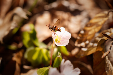 Bumblebee looking for food in a flower, macro