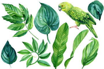 Set of parrot and tropical leaves on white background, watercolor illustration, jungle design. Tropical plants © Hanna