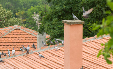 The chimney of a private house surrounded by pigeons