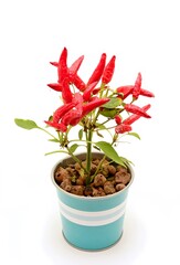 Small chili peppers bush in the flowerpot on white background.