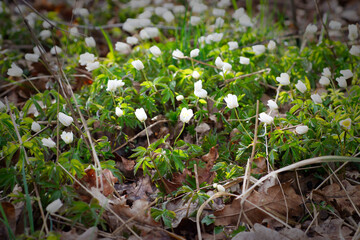 Anemone nemorosa, spring in the forest