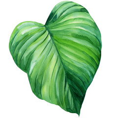Topical green leaf watercolor illustration on isolated white background © Hanna