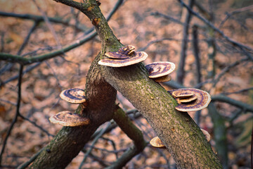 The forest comes to life in early spring