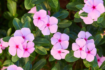 Close up of beautiful pink Catharanthus roseus. It is also known as Cape periwinkle, graveyard...