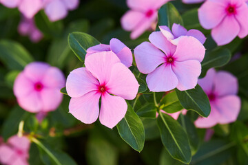 Close up of beautiful pink Catharanthus roseus. It is also known as Cape periwinkle, graveyard plant, old maid, annual vinca multiflora, Apocynaceae flowering plants, medicinal herb