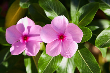 Close up of beautiful pink Catharanthus roseus. It is also known as Cape periwinkle, graveyard...