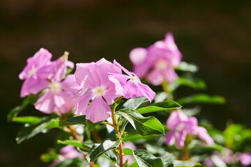 Close up of beautiful pink Catharanthus roseus. It is also known as Cape periwinkle, graveyard plant, old maid, annual vinca multiflora, Apocynaceae flowering plants, medicinal herb