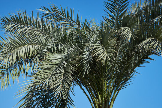 Phoenix roebelenii also known as Pygmy date palm foliage on a blue sky background. Tropical summer concept. 