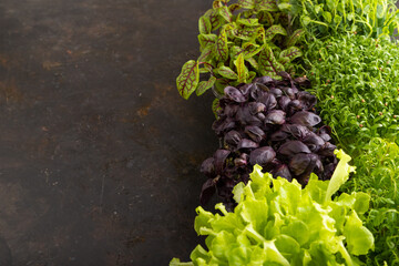 Set of boxes with microgreen sprouts of purple basil, lettuce, sorrel, cilantro on black concrete background. Side view, copy space.