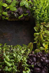 Set of microgreen sprouts of purple and green basil, sunflower, radish, sorrel, pea, lettuce. Side view, frame, copy space.