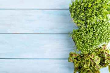 Set of boxes with microgreen sprouts of sorrel, pea, cilantro on blue wooden background. Top view, copy space.