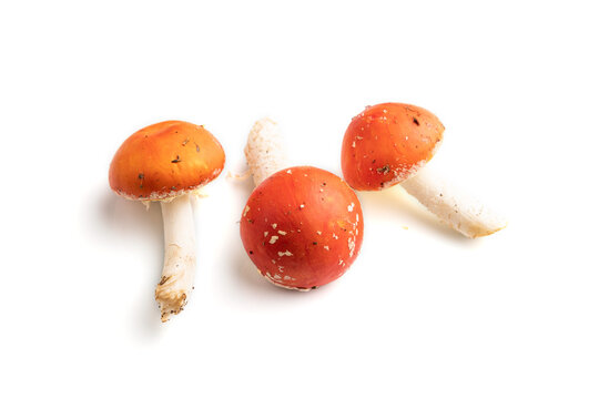 Red fly agaric (Amanta muscaria) isolated on white background. side view.