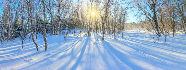 Winter sunny panoramic landscape - snowy forest and real sun. The untouched snow sparkles. Trees cast long shadows in the snow.