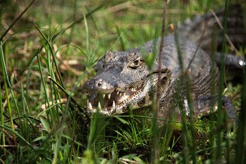 Yacaré in Esteros del Ibera, Corrientes. Argentina