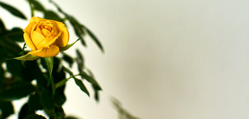 Yellow rose in the house 