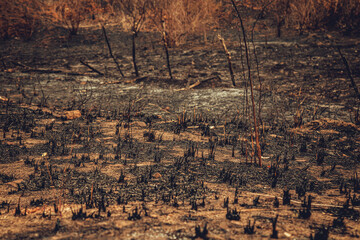 Crime Ambiental - Queimadas