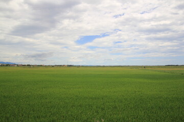 field and sky