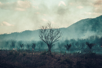 Crime Ambiental - Queimadas 05