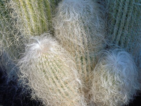 Cephalocereus senilis, several old-headed cactus with longer hairs