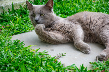 Gato cinza macho no gramado lambendo a pata dianteira