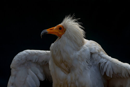 Neophron percnopterus - The Egyptian vulture, abanto, guirre or Egyptian vulture is a species of accipitriform bird of the Accipitridae family.