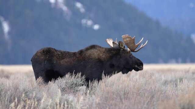 Bull Moose standing in a open field as it grazes on the brush in Wyoming in the Teton wilderness.
