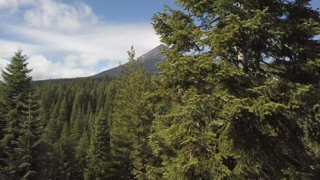 Rise out of forest to Mt. Theilsen 
